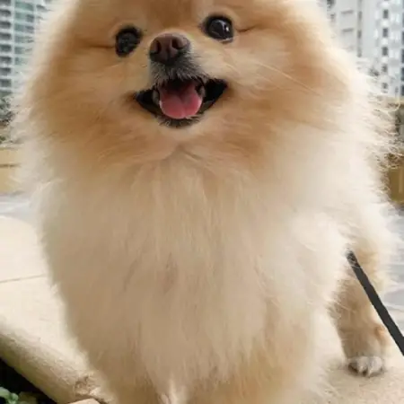 A fluffly tan pomeranian