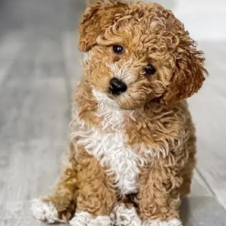 A brown and white poodle