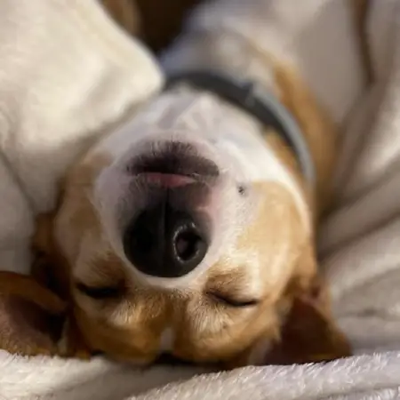 A rat terrier taking a nap