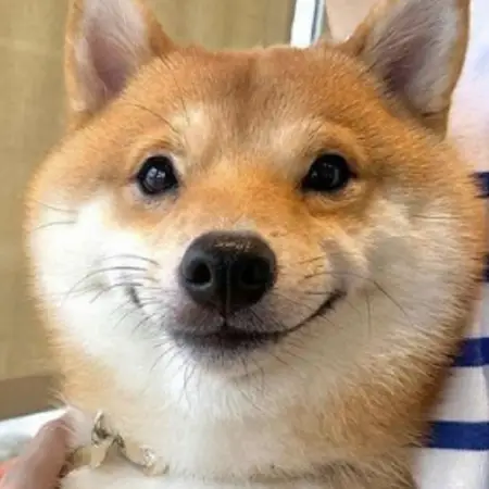 A happy shiba inu