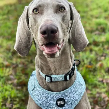 A weimaraner sitting in a field