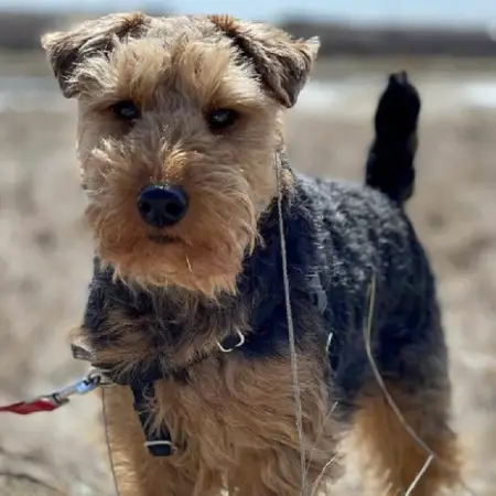 A welsh terrier in a dried out field