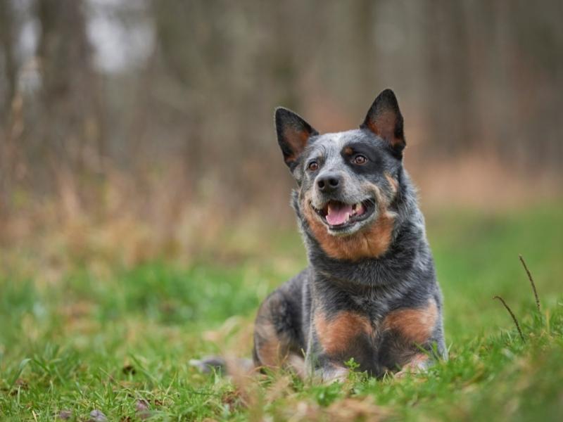 Australian cattle dog sitting in the forest