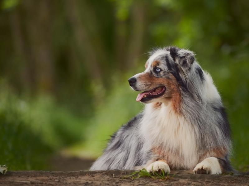 Australian shepherd sitting in the forest