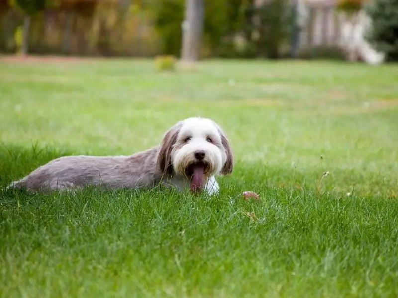 Bearded Collie resting in the grass