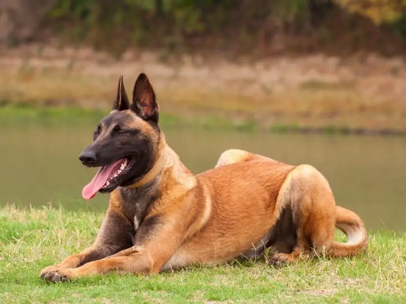 Belgian Malinois sitting on the grass near a river