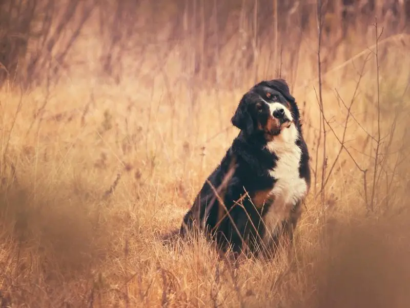 A popular working dog, the Bernese Mountain Dog, sitting in a golden field