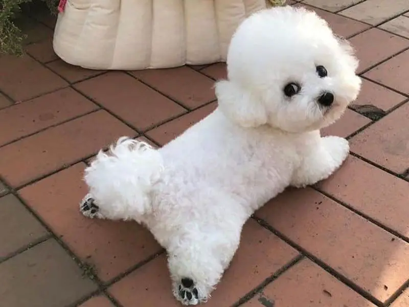  A small white bichon frisé sitting on a patio floor looking at the camera