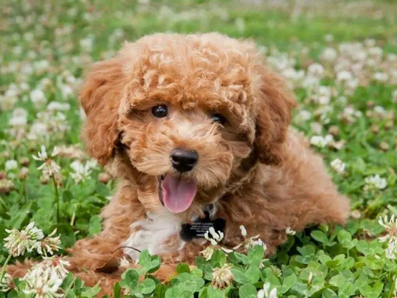 A bichon poodle mix sitting in a flower garden