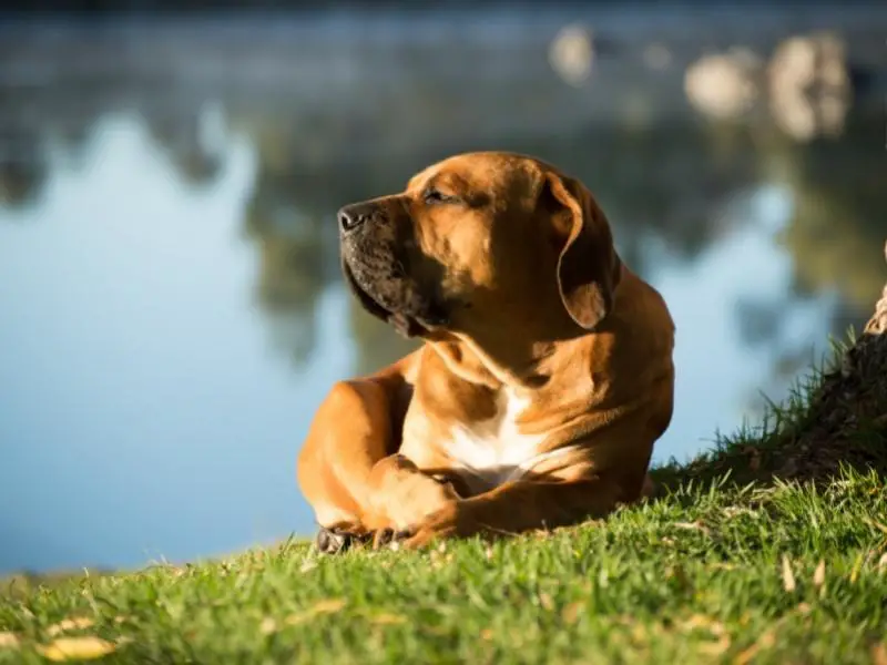 Boerboel basking in the sun near the river