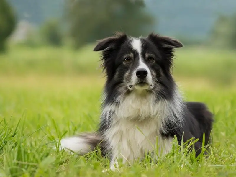 Border collie sitting in a field
