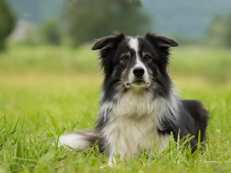 Border Collie sitting on the field