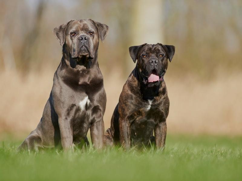 Two large cani corsi sitting on the grass