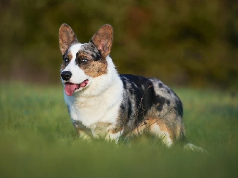 Cardigan Welsh corgi herding sheep in a field