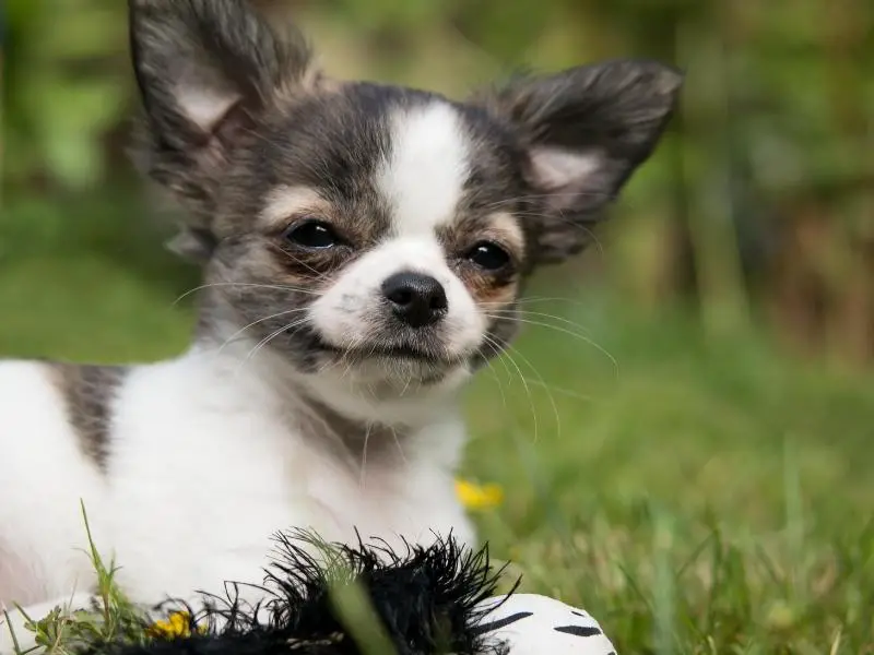 Smiling Chihuahua on the grass