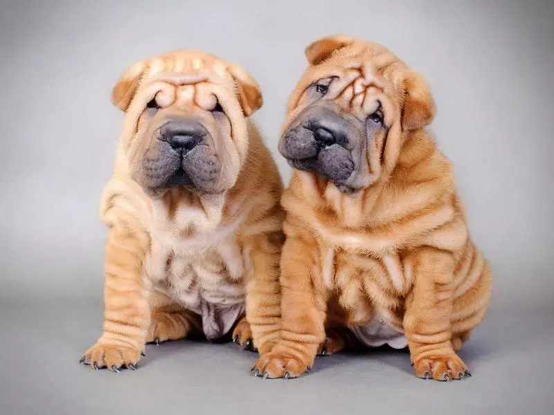 Two Chinese Shar-Peis posing for a photo against a gray background