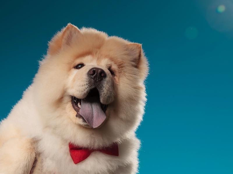 A chow chow smiling at the camera