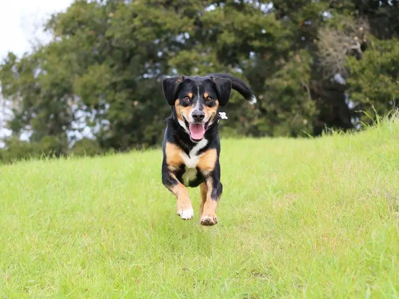 Entlebucher mountain dog running in a field