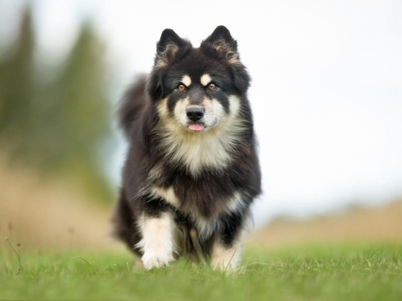 Finnish Lapphund walking on a sunny day