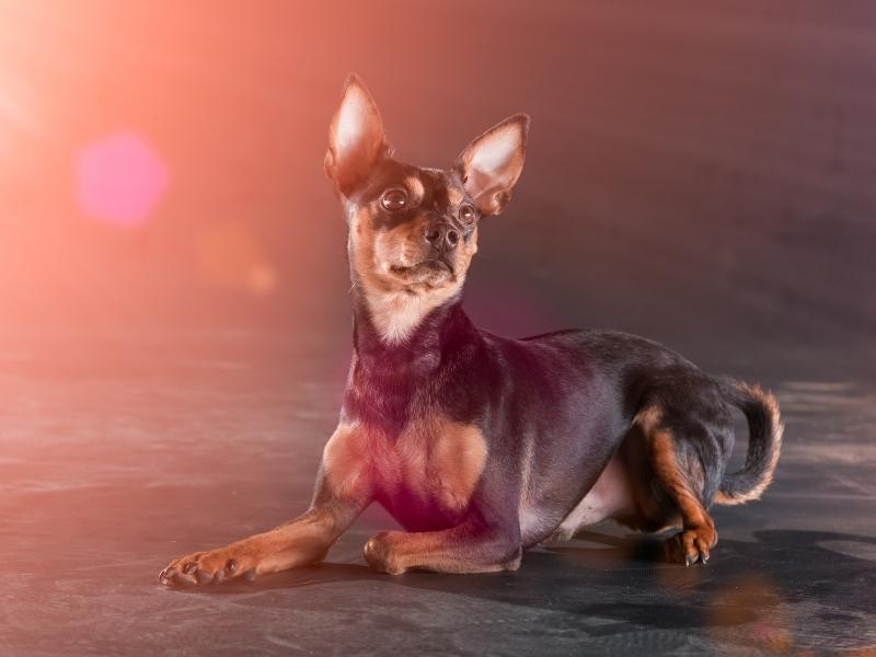 A popular working dog, the German Pinscher, posing in the studio