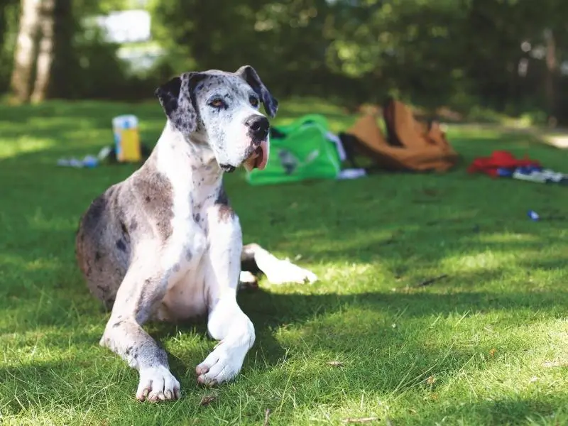 Great Dane sitting at the park