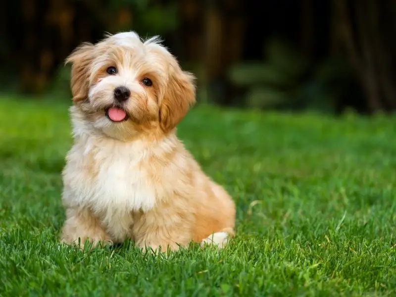 Havanese sitting on the grass