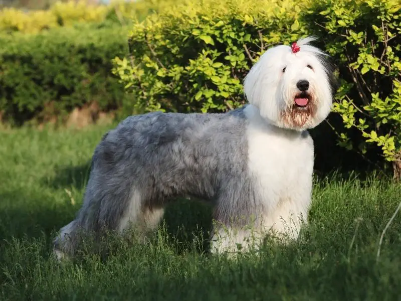 Old English sheepdog in a park