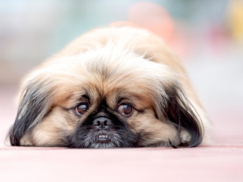 Sad Pekingese lying on the ground