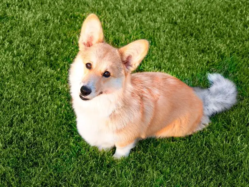 Pembroke Welsh corgi sitting on the grass looking up at the camera