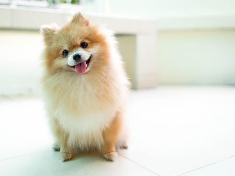 Pomeranian smiling on a kitchen floor