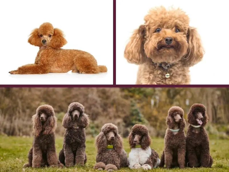 Three photos of poodles to demonstrate their appearance