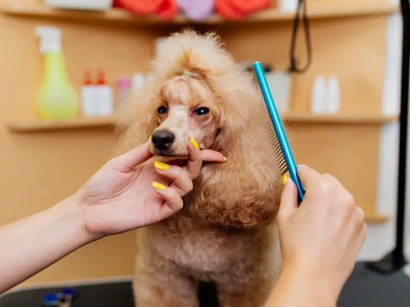 Poodle being groomed at a salon
