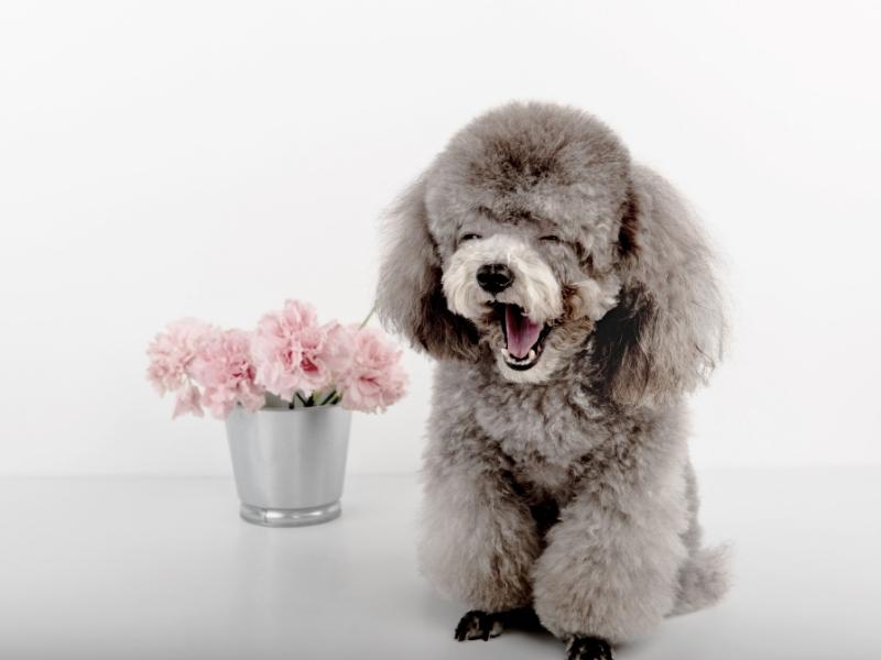 Poodle yawning toward the camera next to a pot of flowers