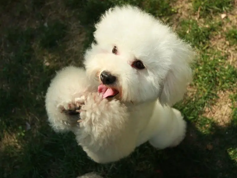 Poodle pleading for a treat from its owner