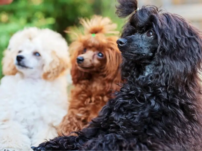 Three poodles posing for a photo