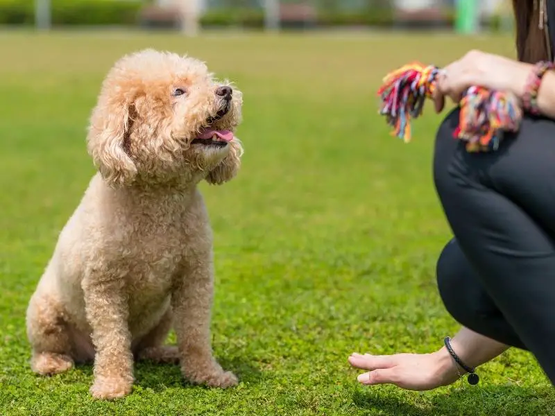 Poodle waiting for command from its owner