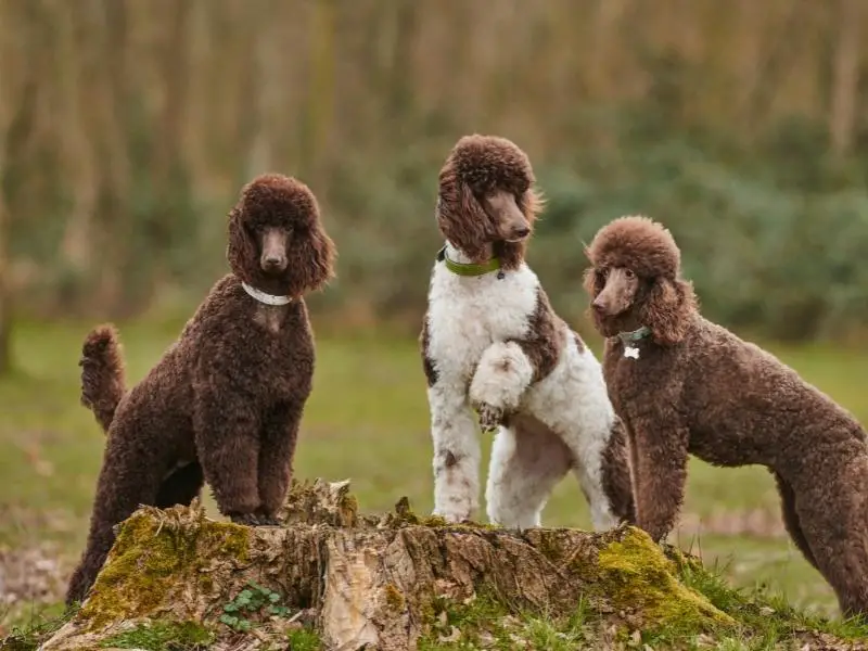 Three poodles standing on a stump in the woods