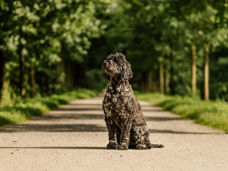A black Portuguese water dog, a common working dog, posing for the camera