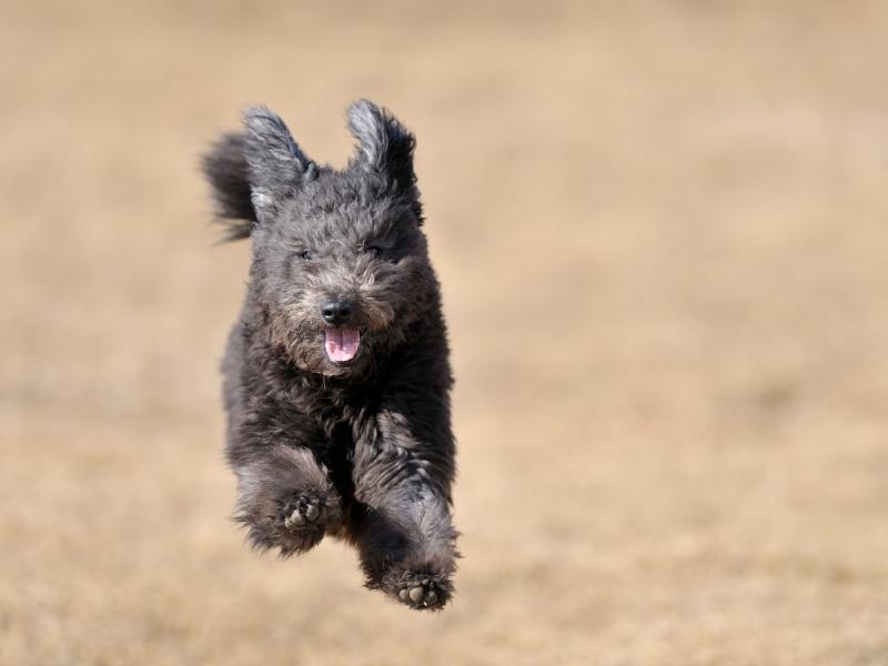 Pumi running in the field like a herding dog