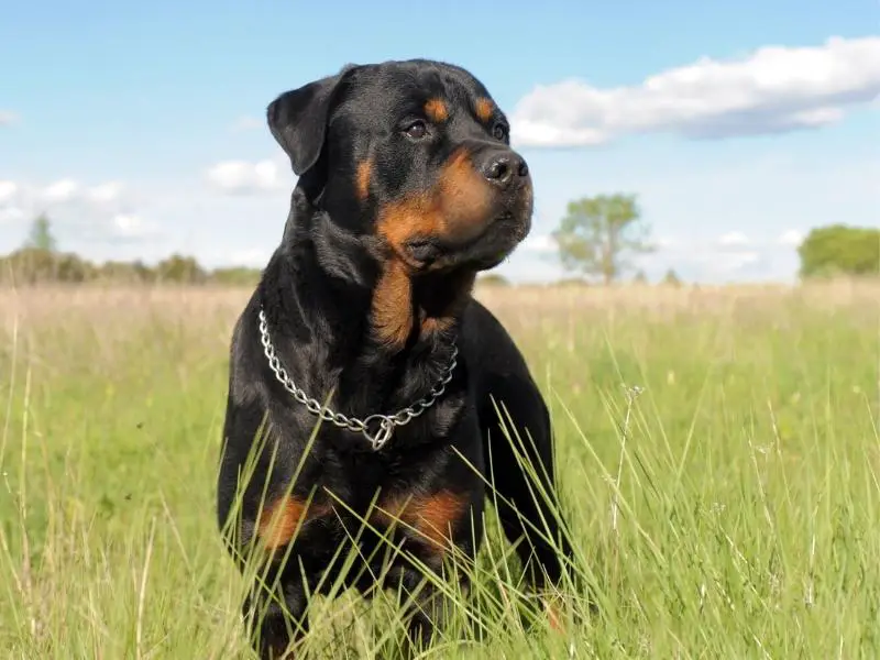 Rottweiler sitting in a grassy field