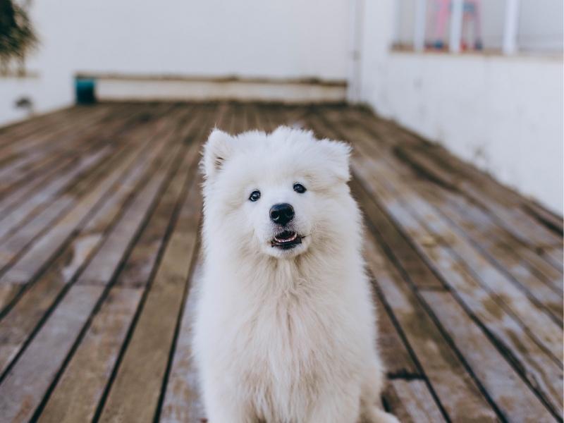 A Samoyed working dog sitting on a wooden patio