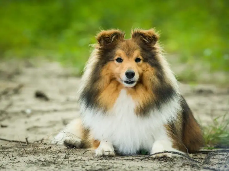 Shetland sheepdog sitting in the dirt in the forest