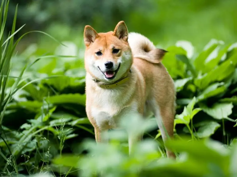 Shiba Inu dog playing in the forest