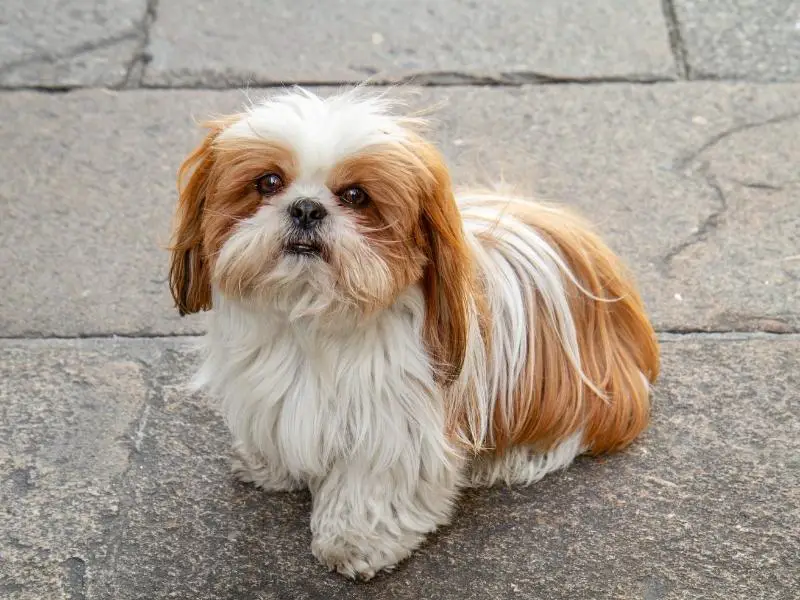 Shih Tzu sitting on pavement