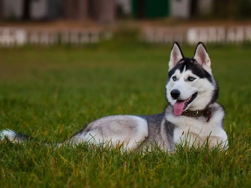 Siberian husky sitting on the grass