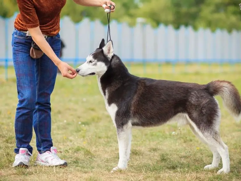 A husky being trained by its owner at the park