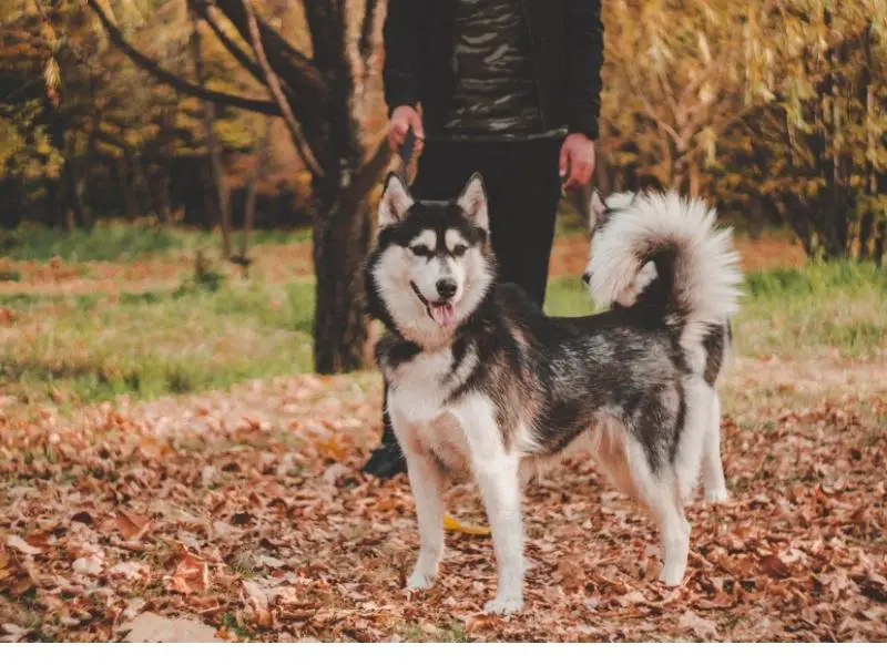 Siberian husky out for walk at the park with its owner