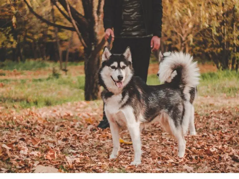 Siberian Husky went out for walk