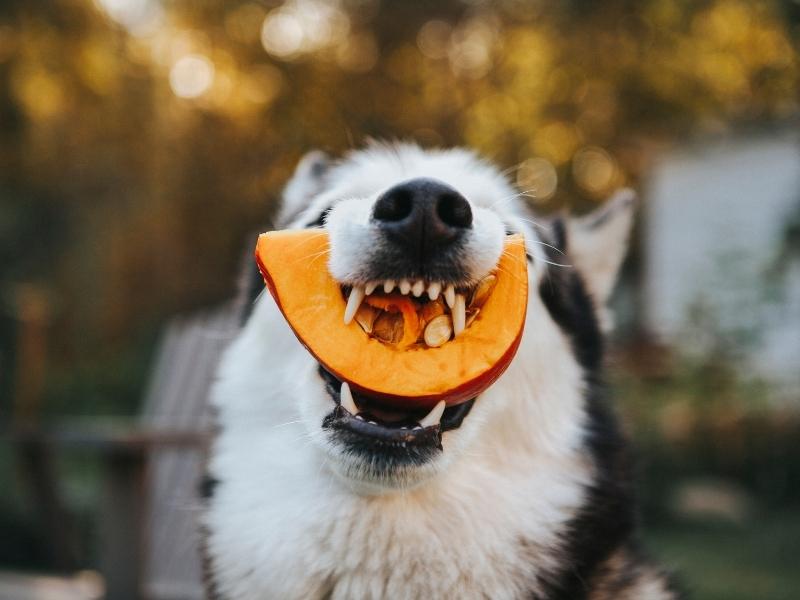 Siberian husky eating a piece of a pumpkin