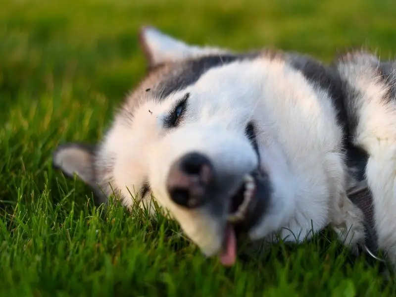 Siberian husky lying on the grass smiling